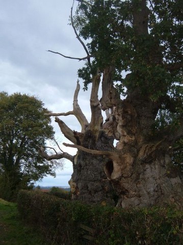 Gog Magog
